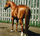 Photo of SCOTTO DEE BAR