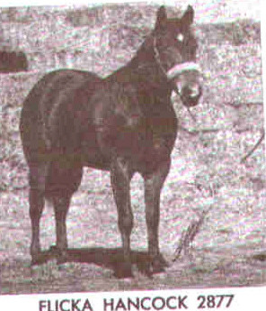 Photo of FLICKA HANCOCK