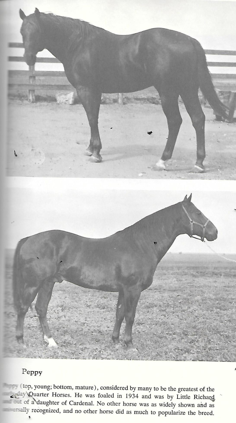 Mr Solano Dot Bar Quarter Horse