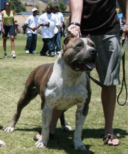 Photo of IRON CROSS’ OSIRIS
