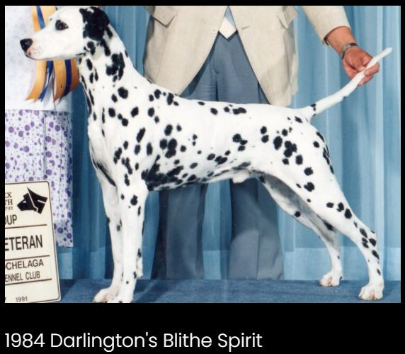 Photo of Darlington's Blithe Spirit