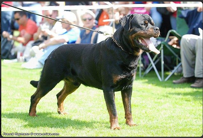 Photo of Arzadons Tayson
