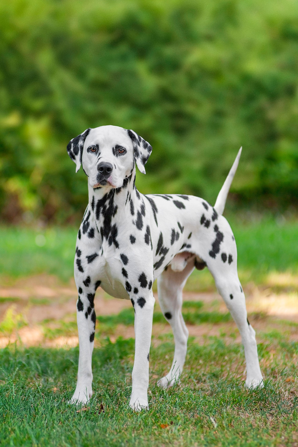 Photo of Croata Dals Casanova