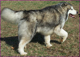 Photo of Uyak Artic Luv Apache