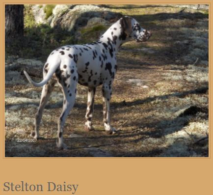 Photo of Stelton Daisy