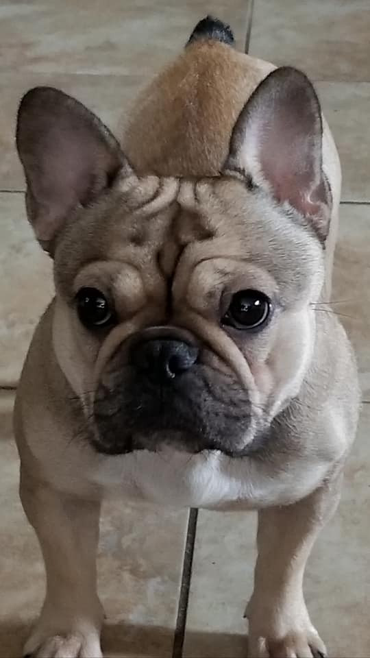 Photo of Precious Princess Deja Vu