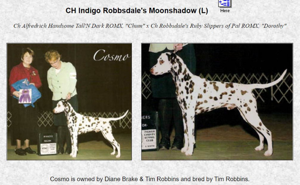 Photo of Indigo Robbsdale's Moonshadow