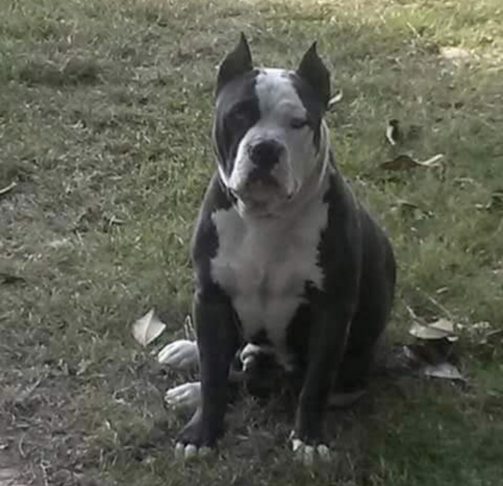 Photo of Wilks Maximum Big Hoss