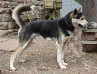 Photo of Icebell's Garreth