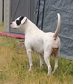 Photo of B.O.R'S LADY DUTCHESS