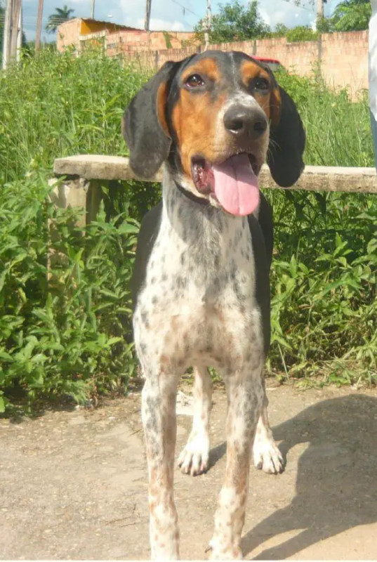 Photo of Pitu do FDPX