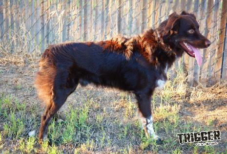 Photo of BLAZIN' SUN TRIGGER