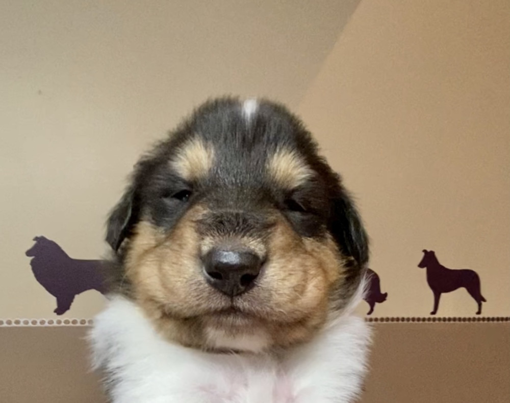 Photo of Dewey
