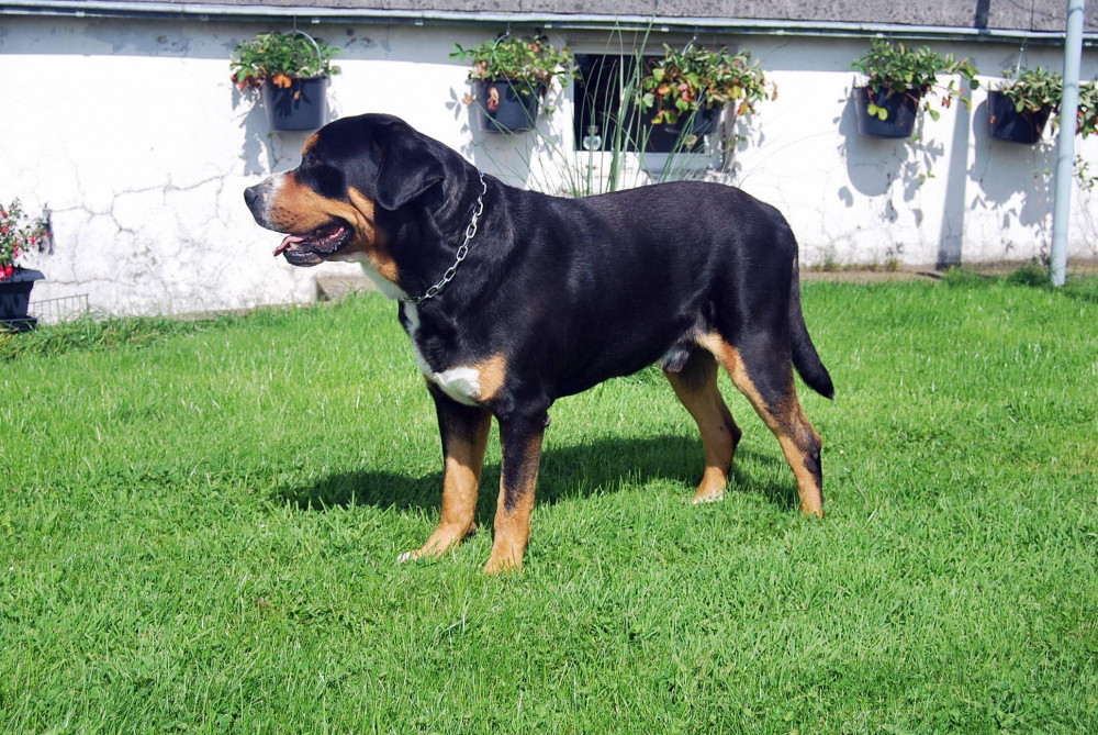 Photo of Bonzo v.d. Fuchskaul