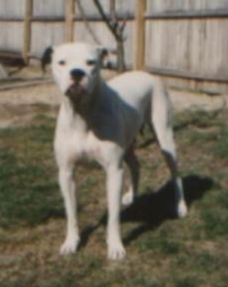 Photo of RAYBOURNE'S MISS RUBY JANE