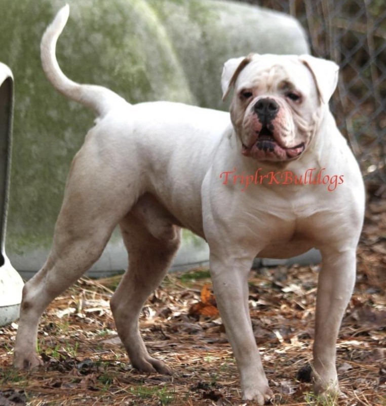 Photo of Triple K’s Rascal