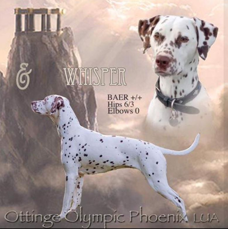 Photo of Ottinge Olympic Phoenix