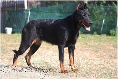 Gem de I'Ame du Loup Pedigree