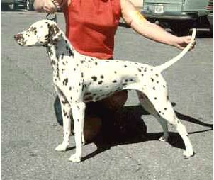 Photo of Blackpool Red Nora