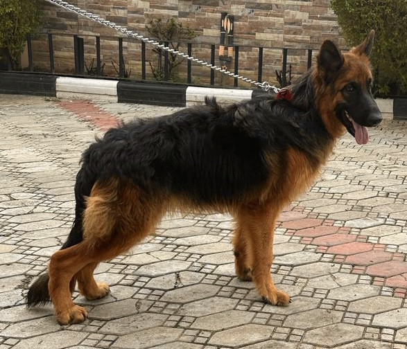 Photo of TOX KENNEL RUBY