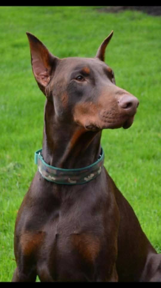 Photo of Masons Remington Red Of von Ringelblume