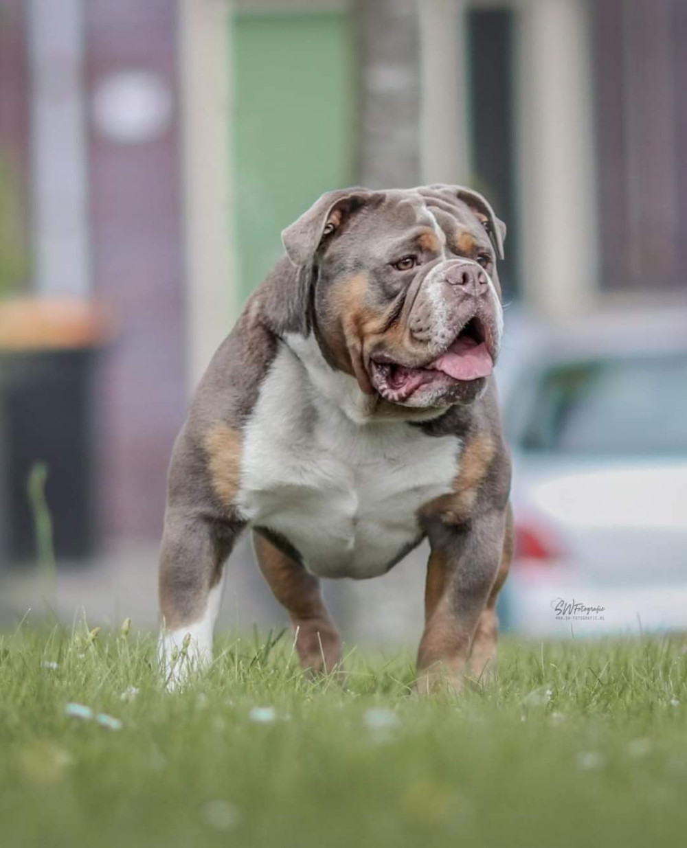 Photo of Bullforce monster