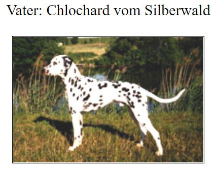 Photo of Chlochard vom Silberwald