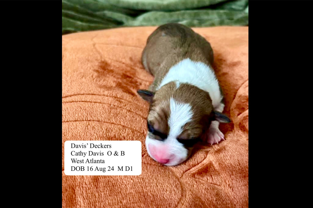 Photo of Davis’ Bo
