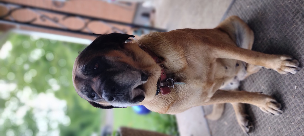 Photo of Maggie Moo III