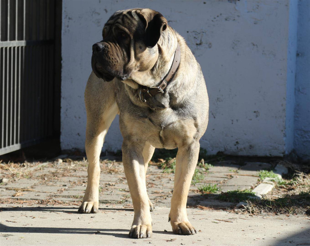 Photo of O.C.D. Grom
