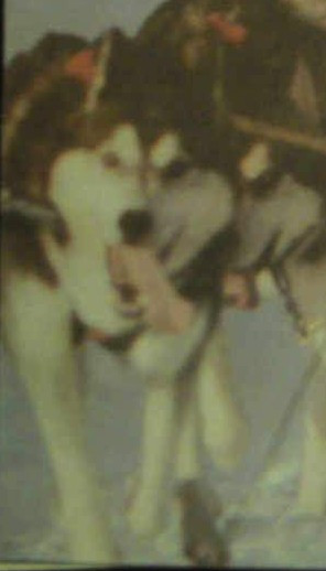Photo of Kenadar's Badger