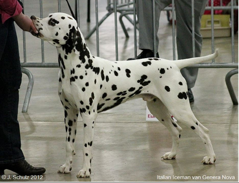 Italian Iceman v. Genera Nova Pedigree