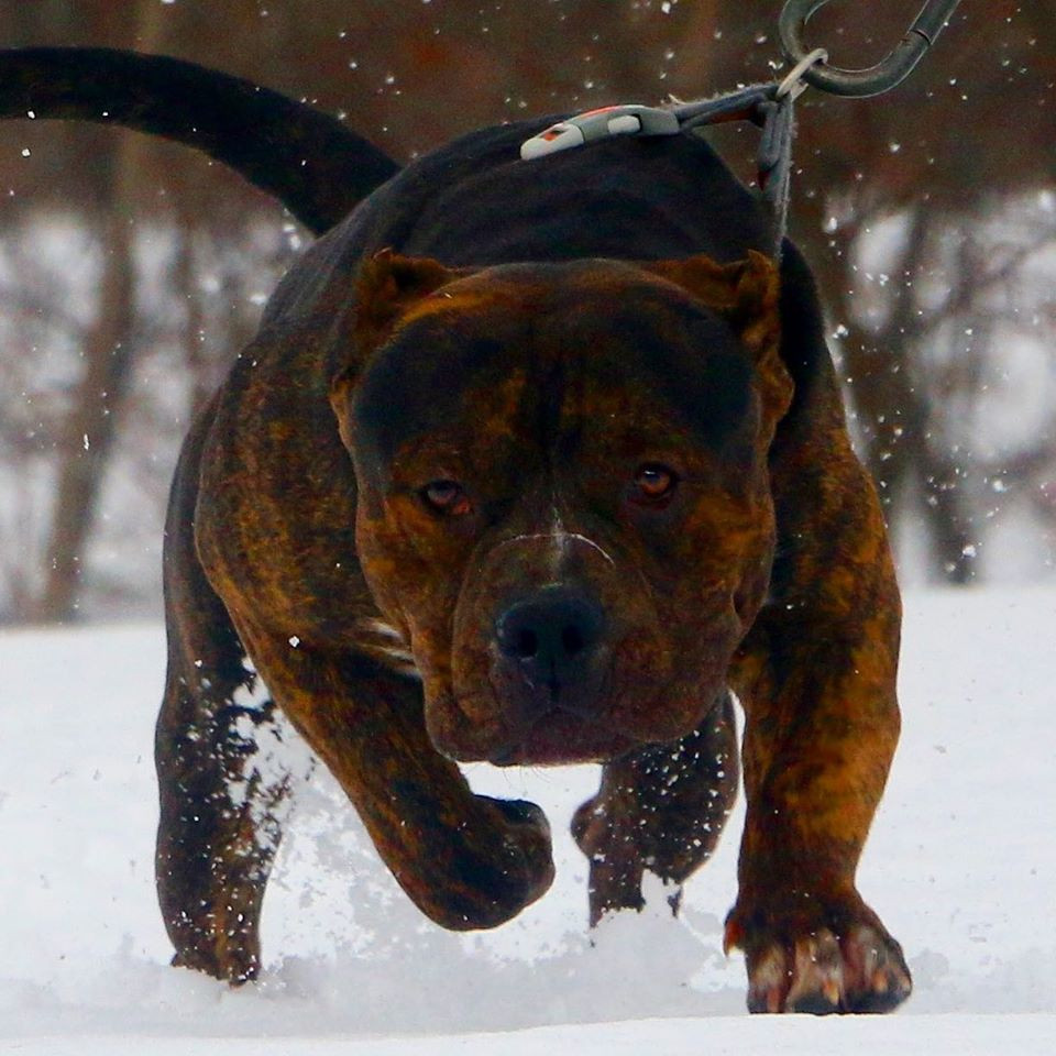 Photo of DDK9'S SOSSA
