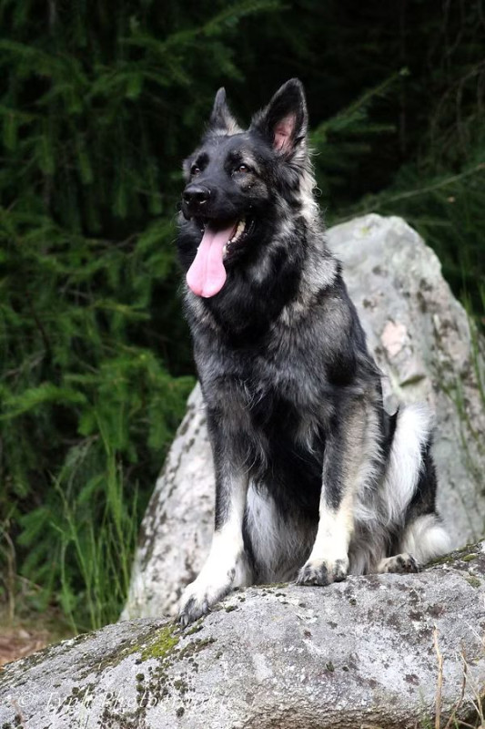 Photo of Orkane du Phénix Argenté