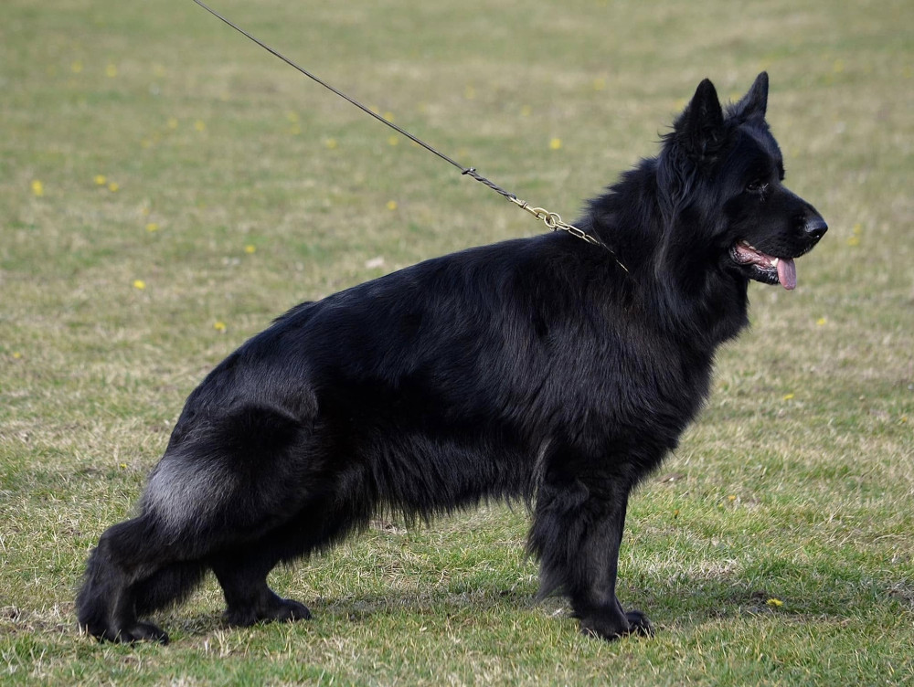 Photo of Glitter Top Shepherd Perlez