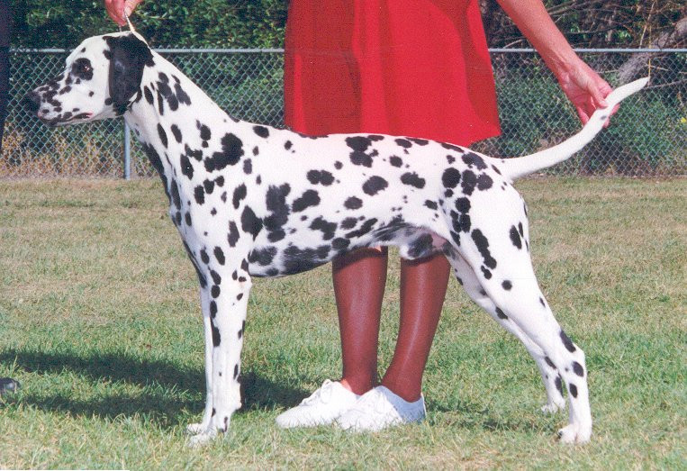 Photo of Echoviews An Echo'O'Legend