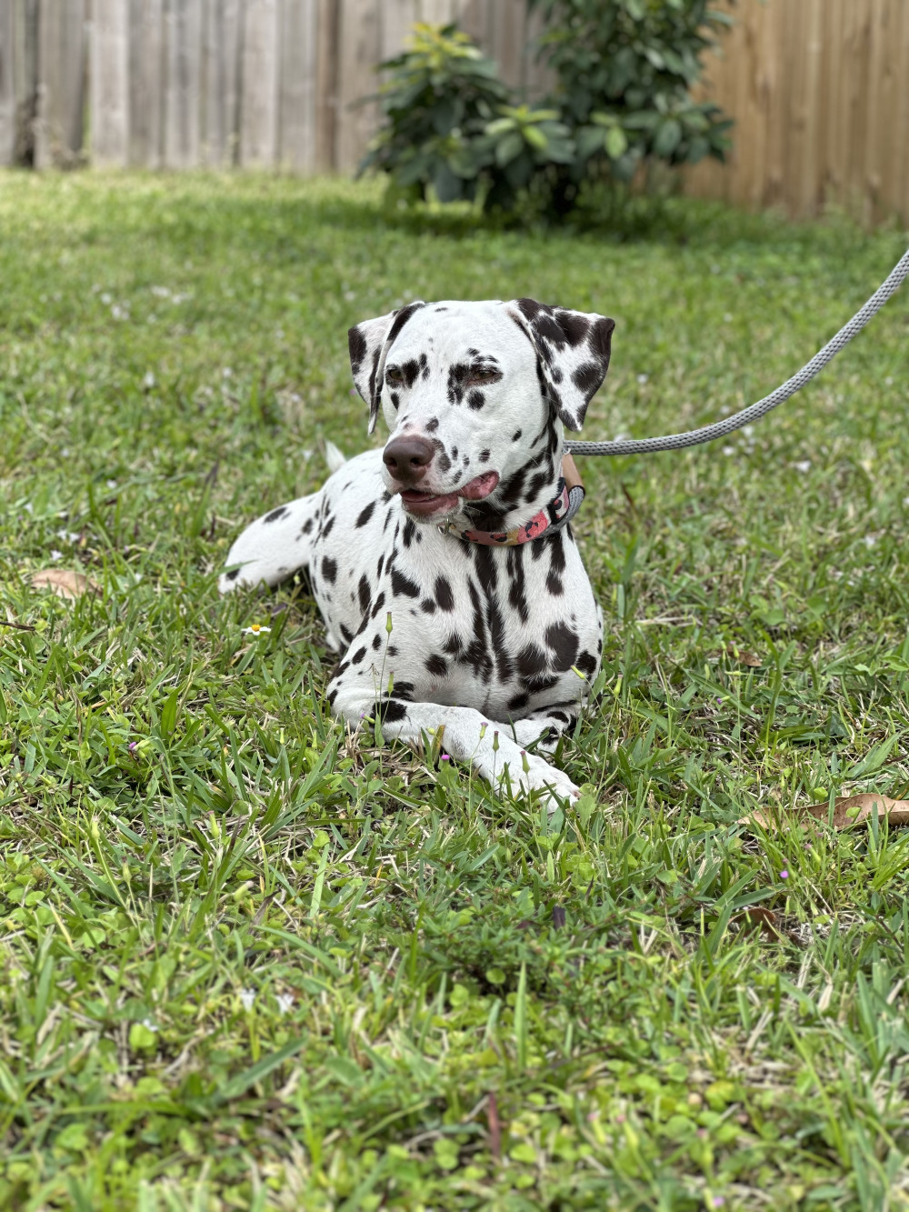 Photo of COOKIE ORIENTAL