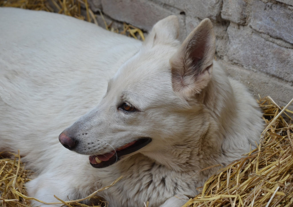 Photo of Stella