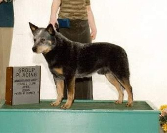 Photo of Teddee's Hillhaven Peter Pan