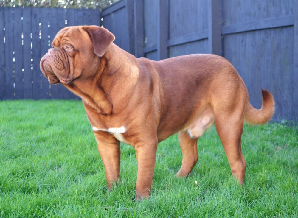 Photo of Cerisier Edward