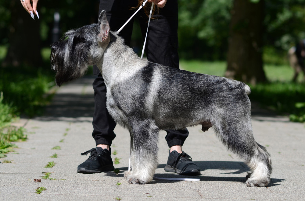 Photo of Silver Grace Deucalion