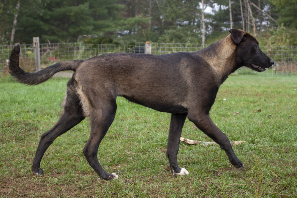 Photo of Maera