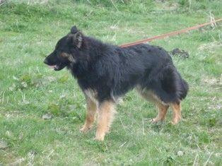 Photo of Chicco von den Halunken