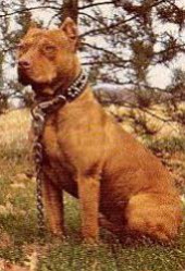 Photo of SARONA'S TROUBLE