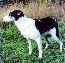 Photo of Dot ISDS 180149