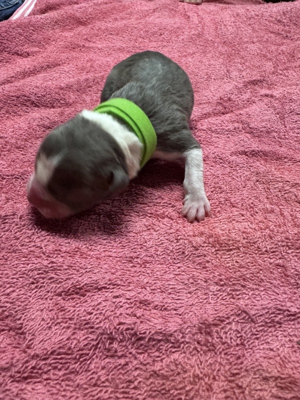 Photo of Draco