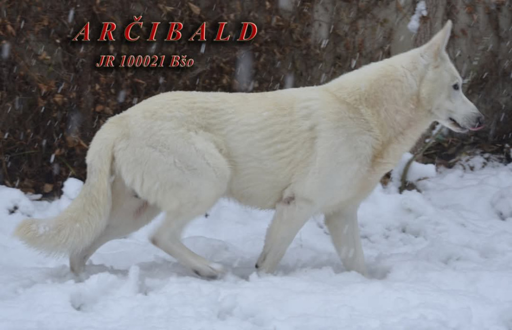 Photo of Arčibald
