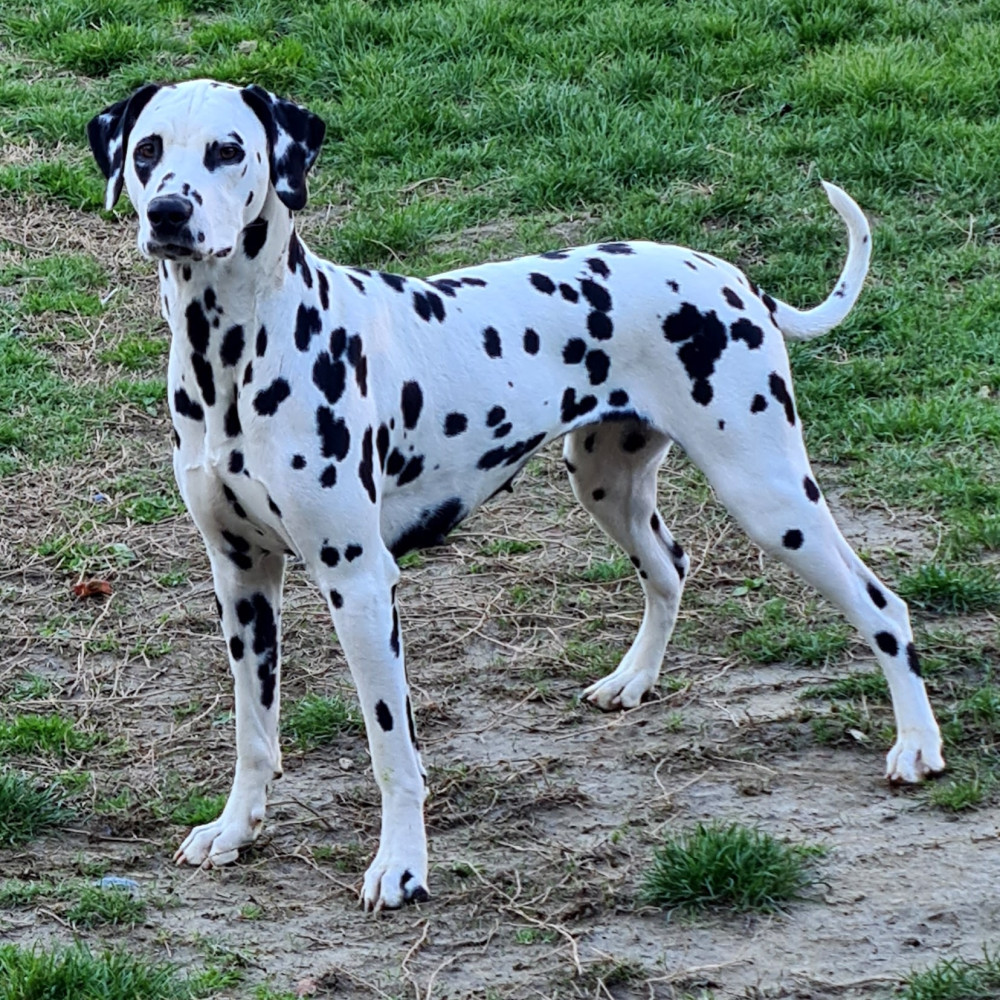 Photo of Croata Dals CLEOPATRA