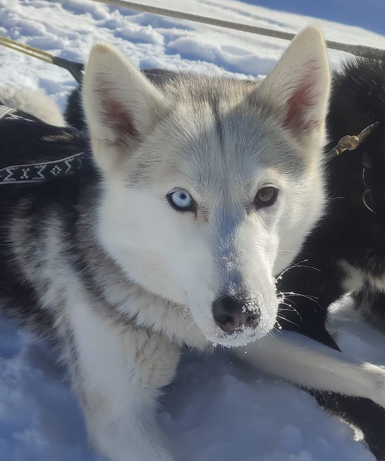 Photo of Freya