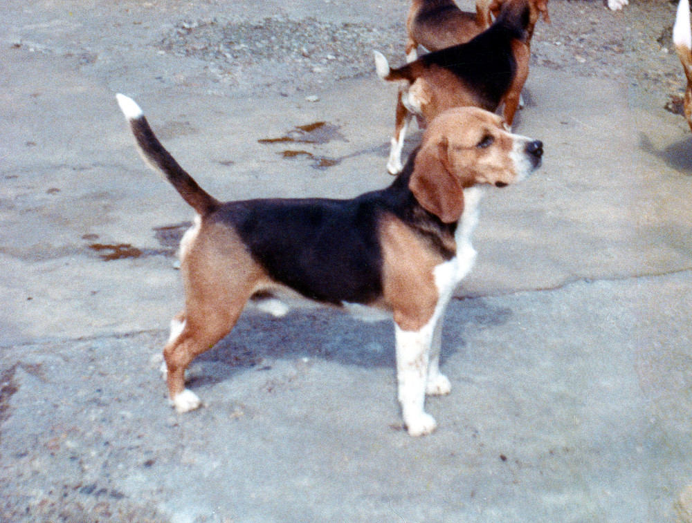 Of Beacott Barrister Pedigree